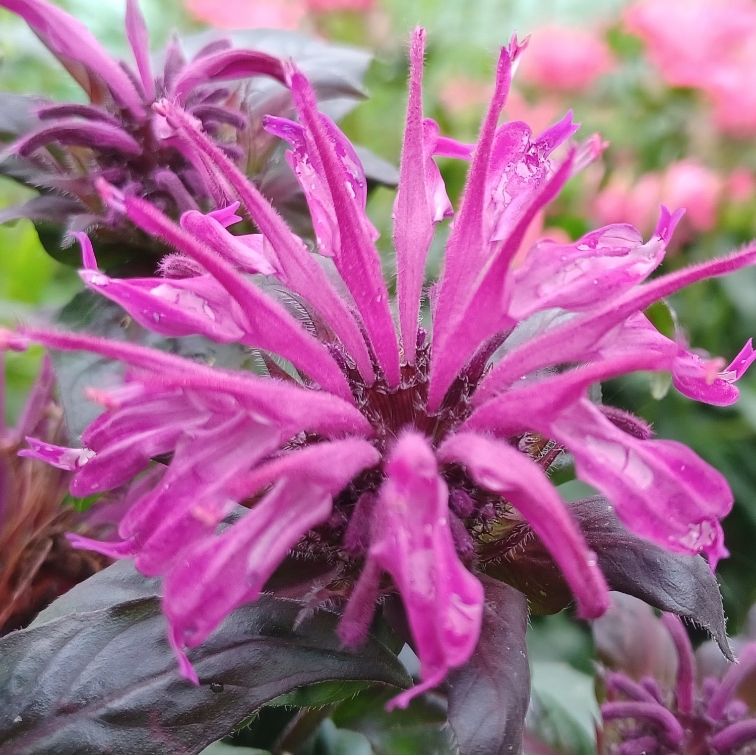 Sugar Buzz Grape Gumball Bee Balm