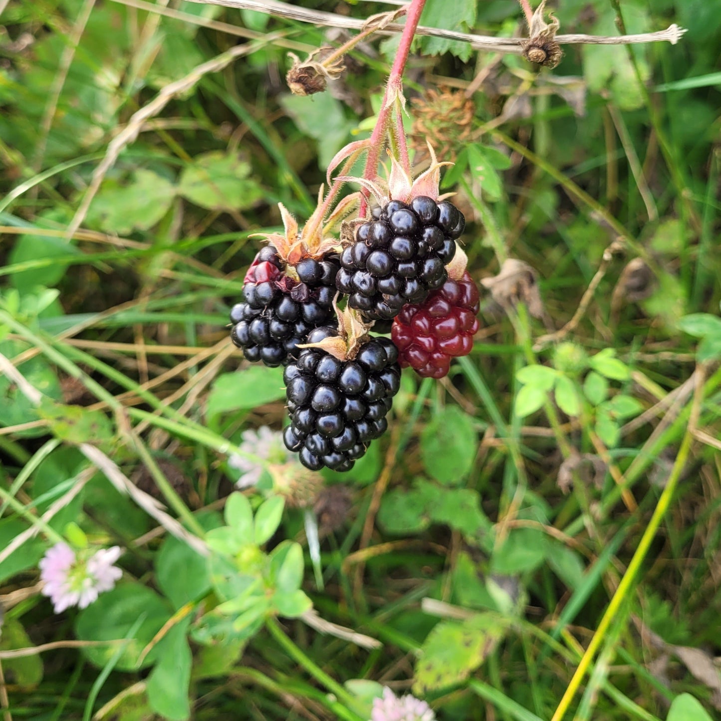 Thornless Blackberry – Rubus fruticosus (Variety: Thornless)