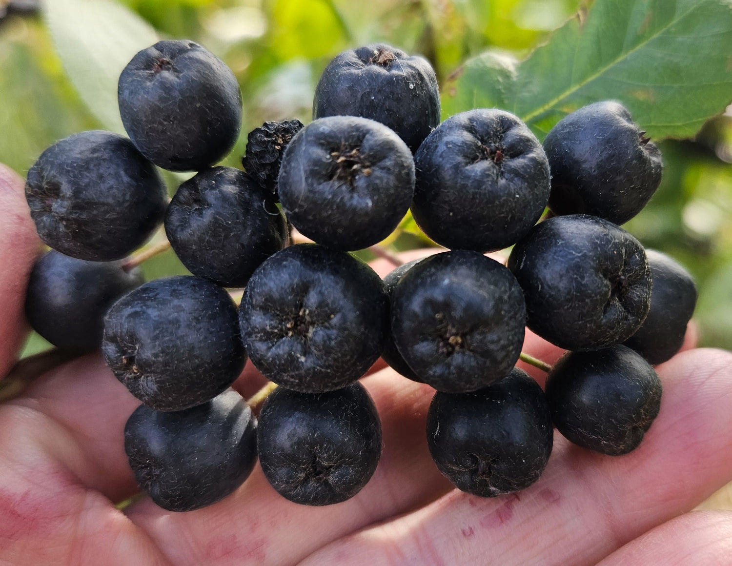 Aronia Berry Seeds (Aronia melanocarpa)