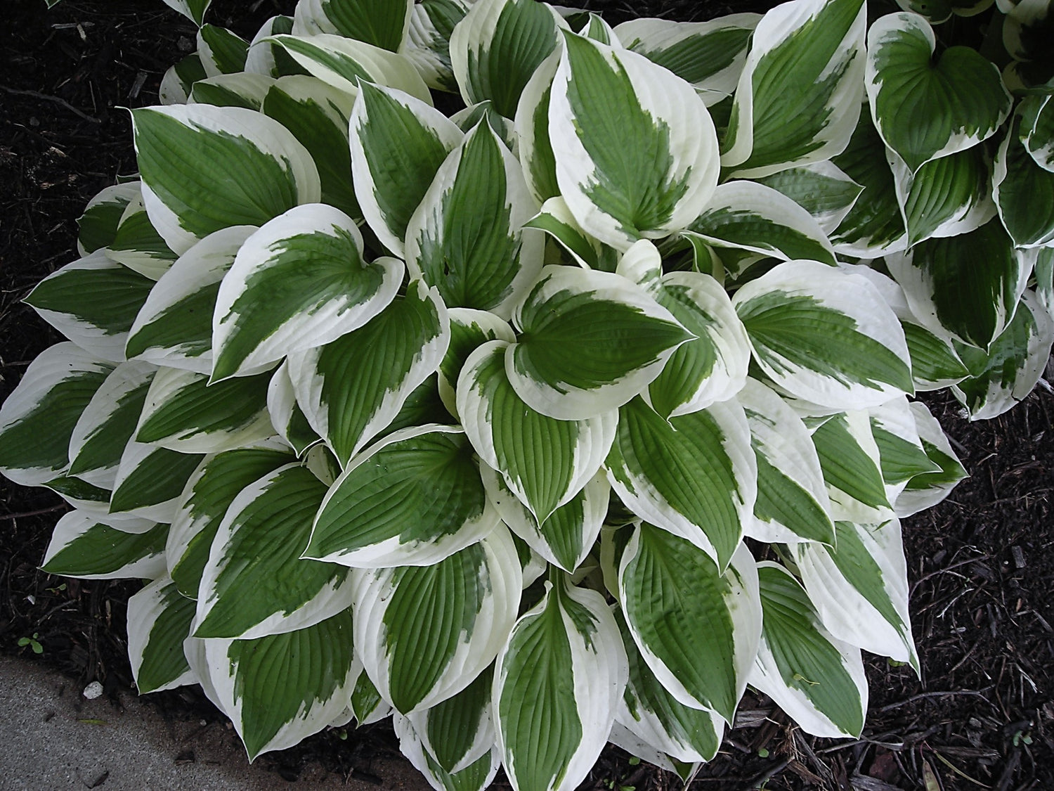 Hosta Americana