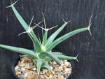 Green Leuchtenbergia Planting Seeds for Garden NON GMO Seeds Dhara Seeds