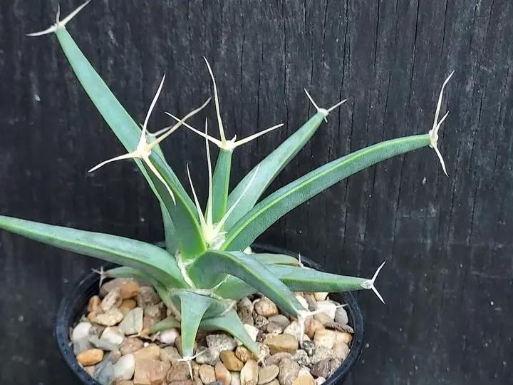 Green Leuchtenbergia Planting Seeds for Garden NON GMO Seeds Dhara Seeds
