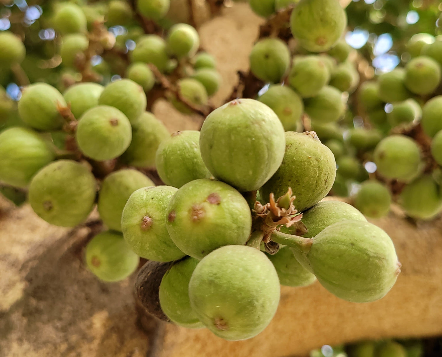 Cluster Fig Seeds