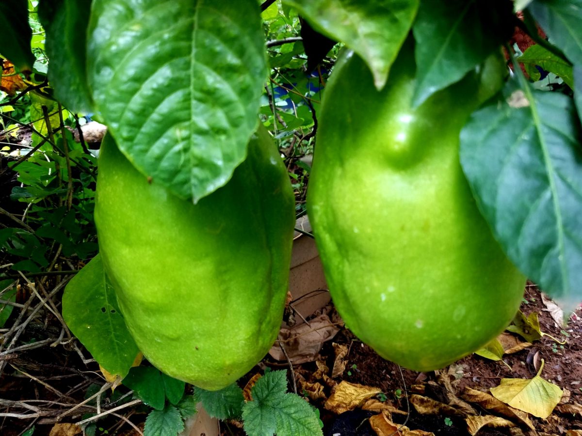 Giant Granadilla (Passiflora quadrangularis)