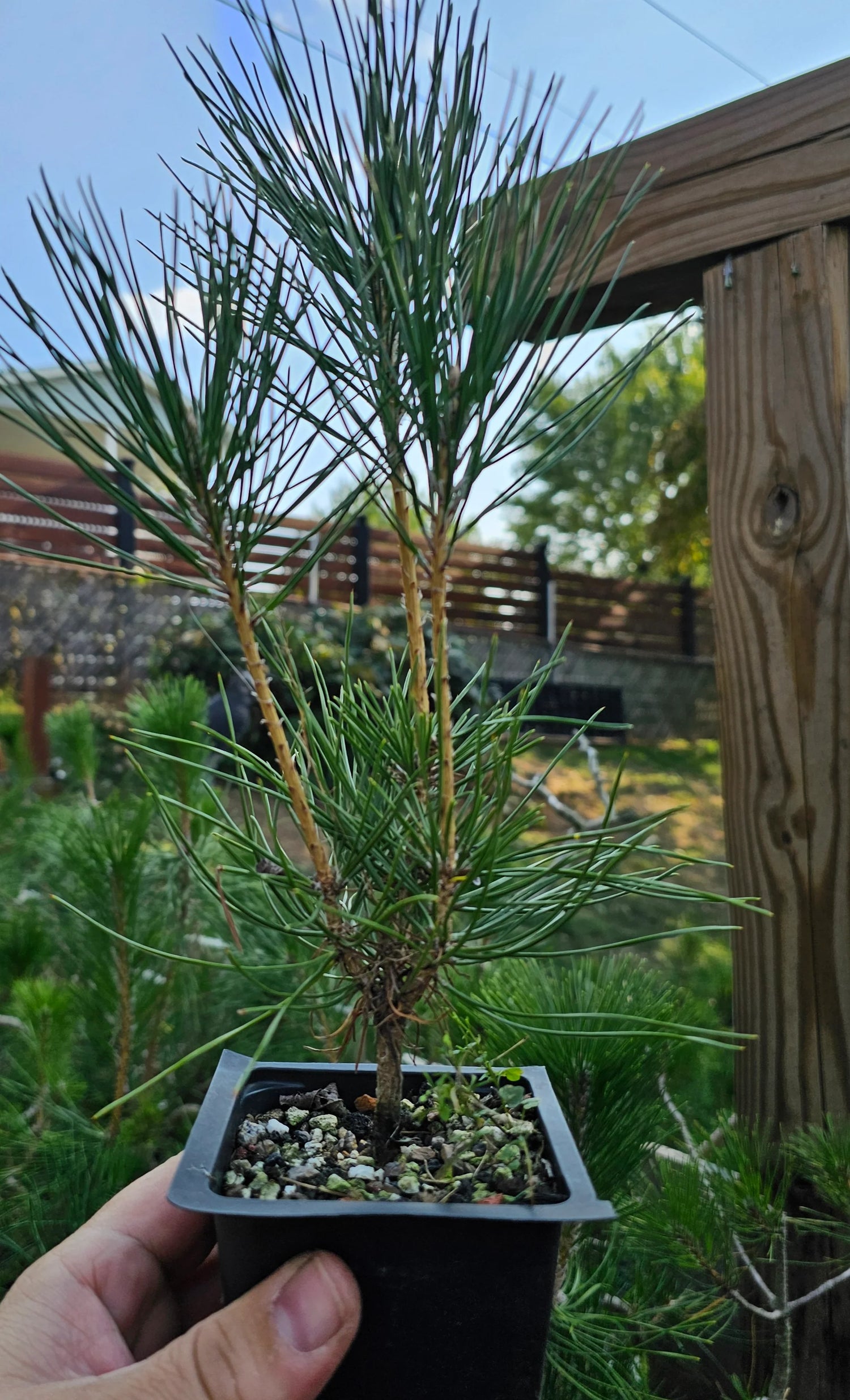 Green Kuromatsu Plant Seeds for Planting -heirloom & Non-GMO Seeds