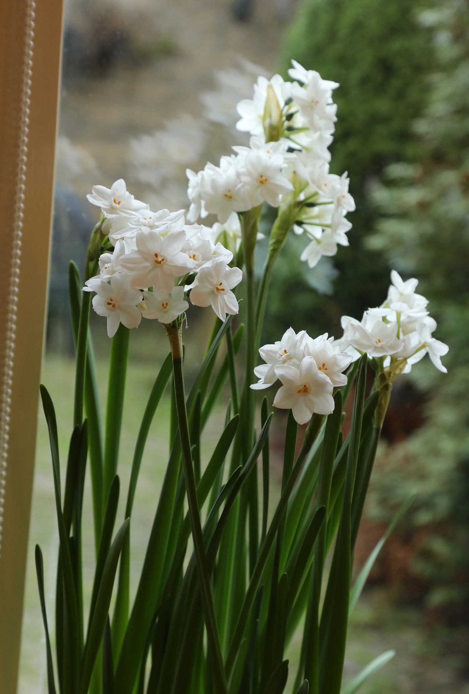 Paperwhite Narcissus Bulbs - Ziva