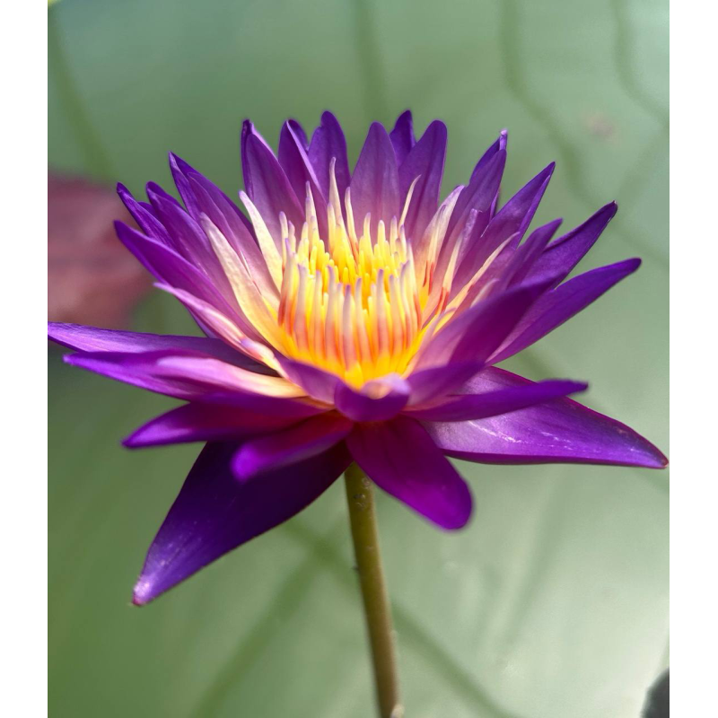 Nymphaea Nimitmai