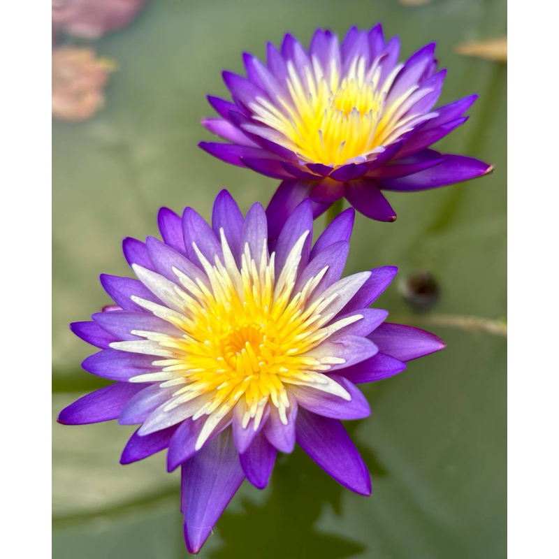 Nymphaea Nimitmai