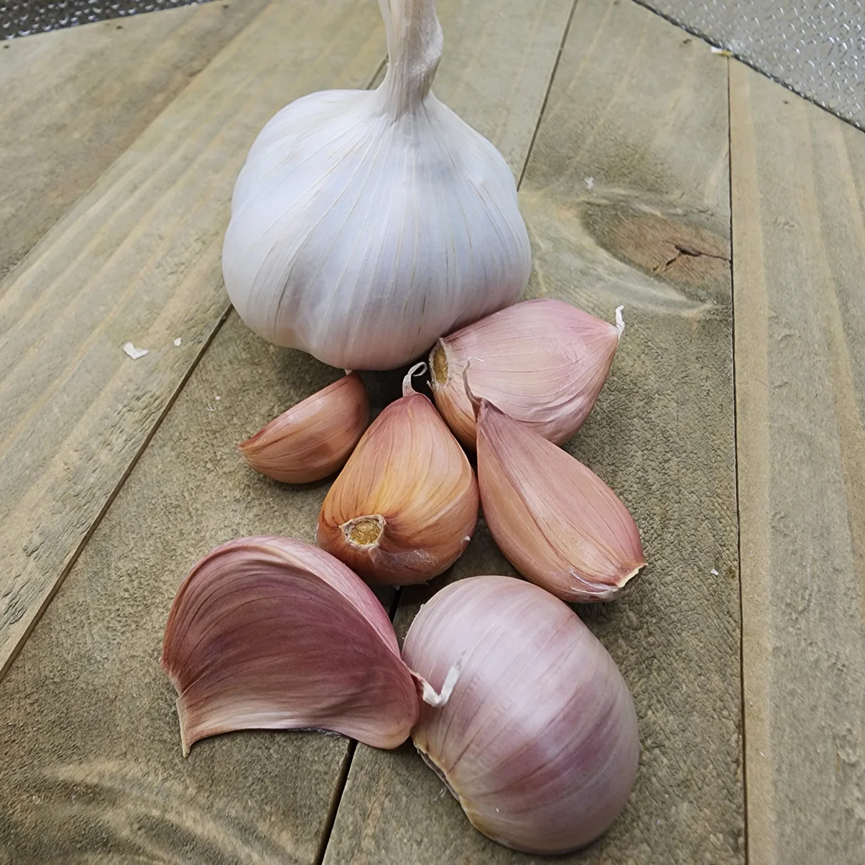 Purple Stripe Garlic Vegetable Seeds for Planting –Heirloom & Non-GMO Seeds