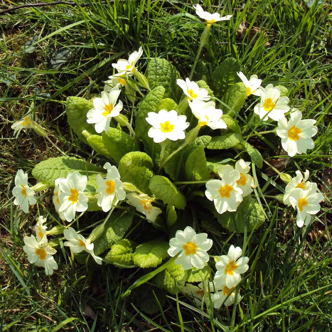 Europe Primrose Primula Vulgaris Flowering Seeds For Planting