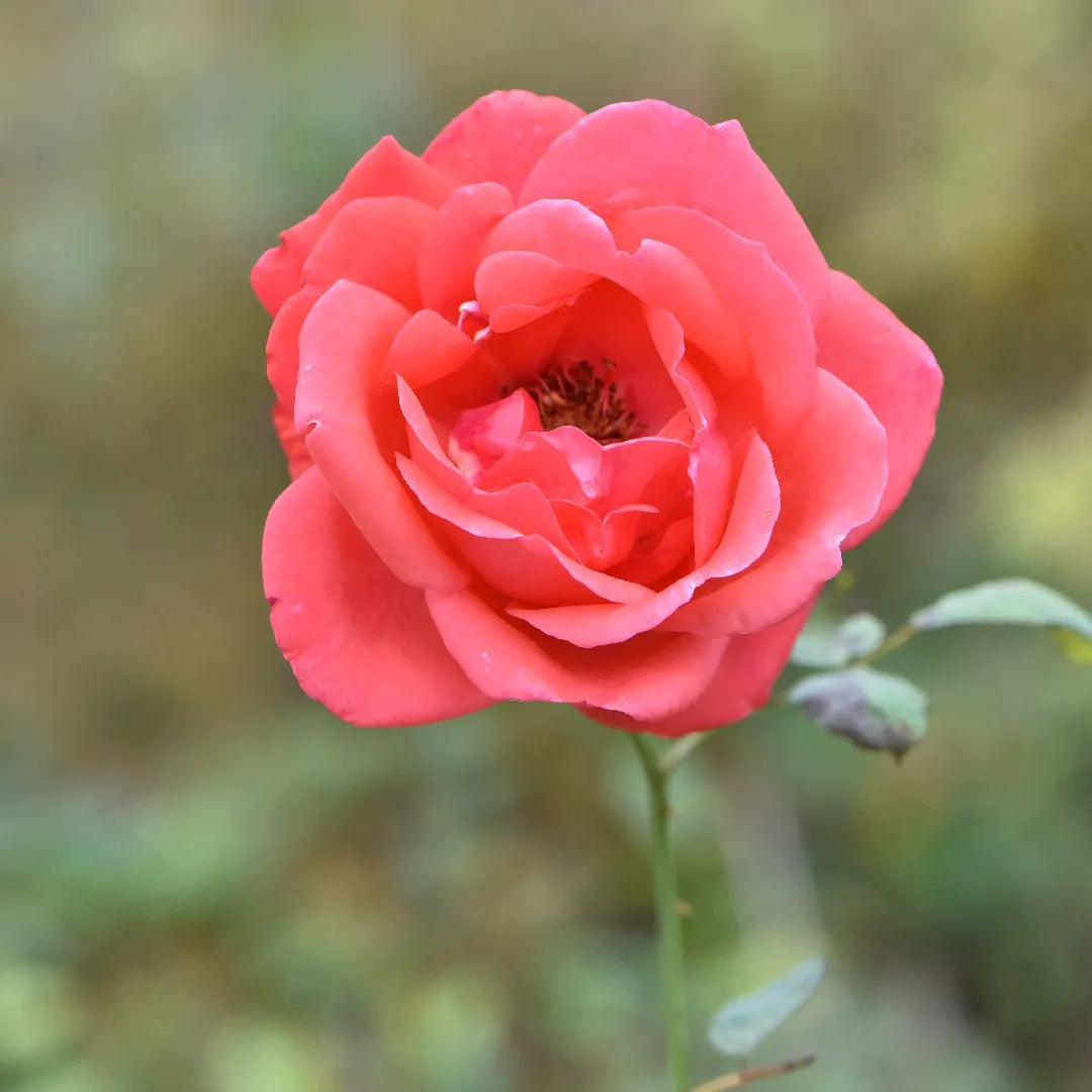 Rose Rosa Hybrida Chinese Mix Flower Seeds for Planting
