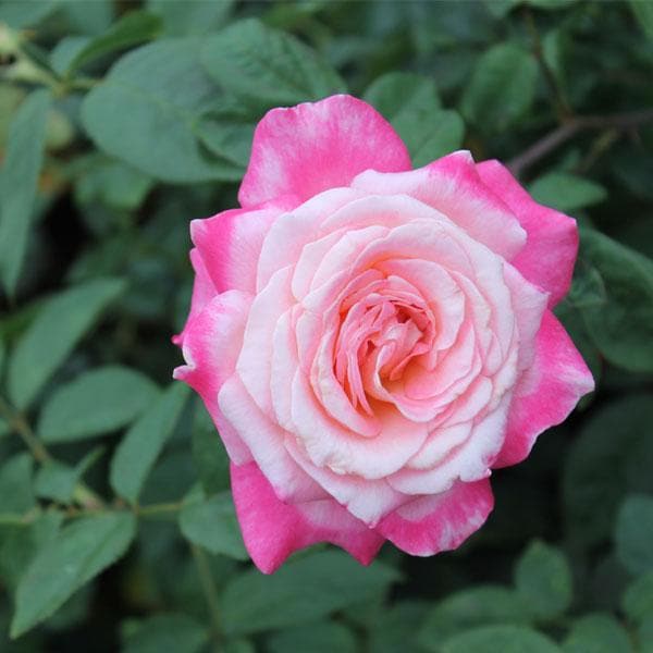 Rosa Seeds White Pink Rose Flower Seeds for Planting in Decorative Garden Beds