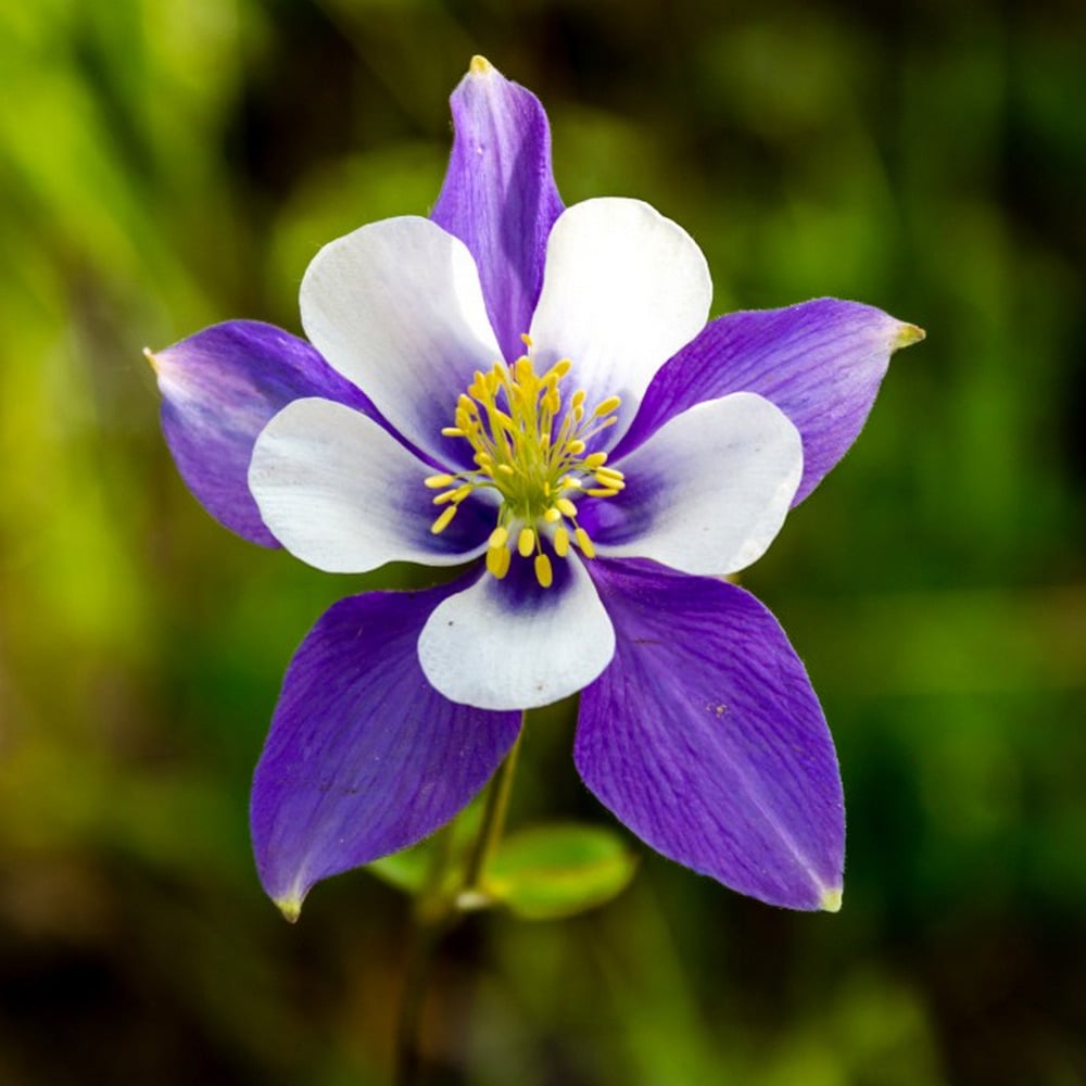 Aquilegia Vulgaris Multicolor Beautiful Flower Seeds for Gardening your Back Yard Space