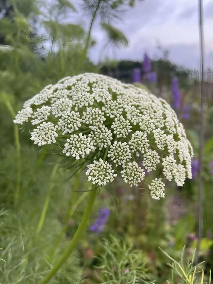 Ammi Visnaga Flower Seeds for Planting – Lacy White Medicinal and Ornamental Blooms