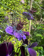 Dark Purple Nigella Hispanica Nigella Hispanica for planting in flower bed