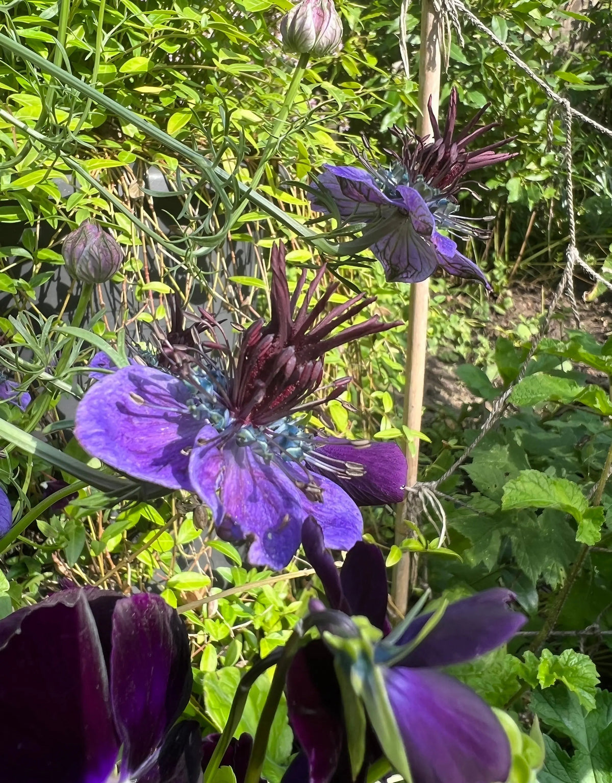 Dark Purple Nigella Hispanica Nigella Hispanica for planting in flower bed