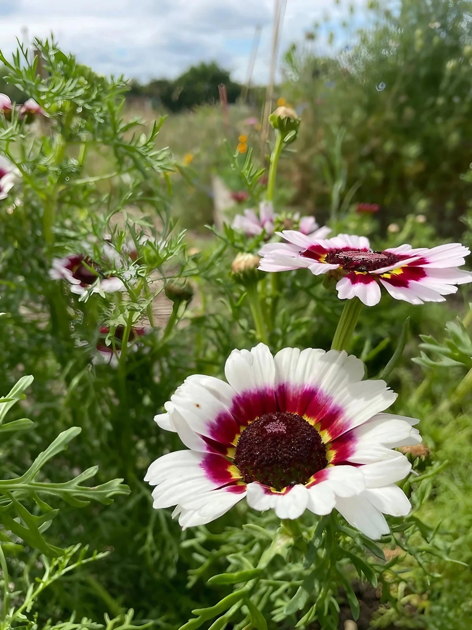 Chrysanthemum carinatum