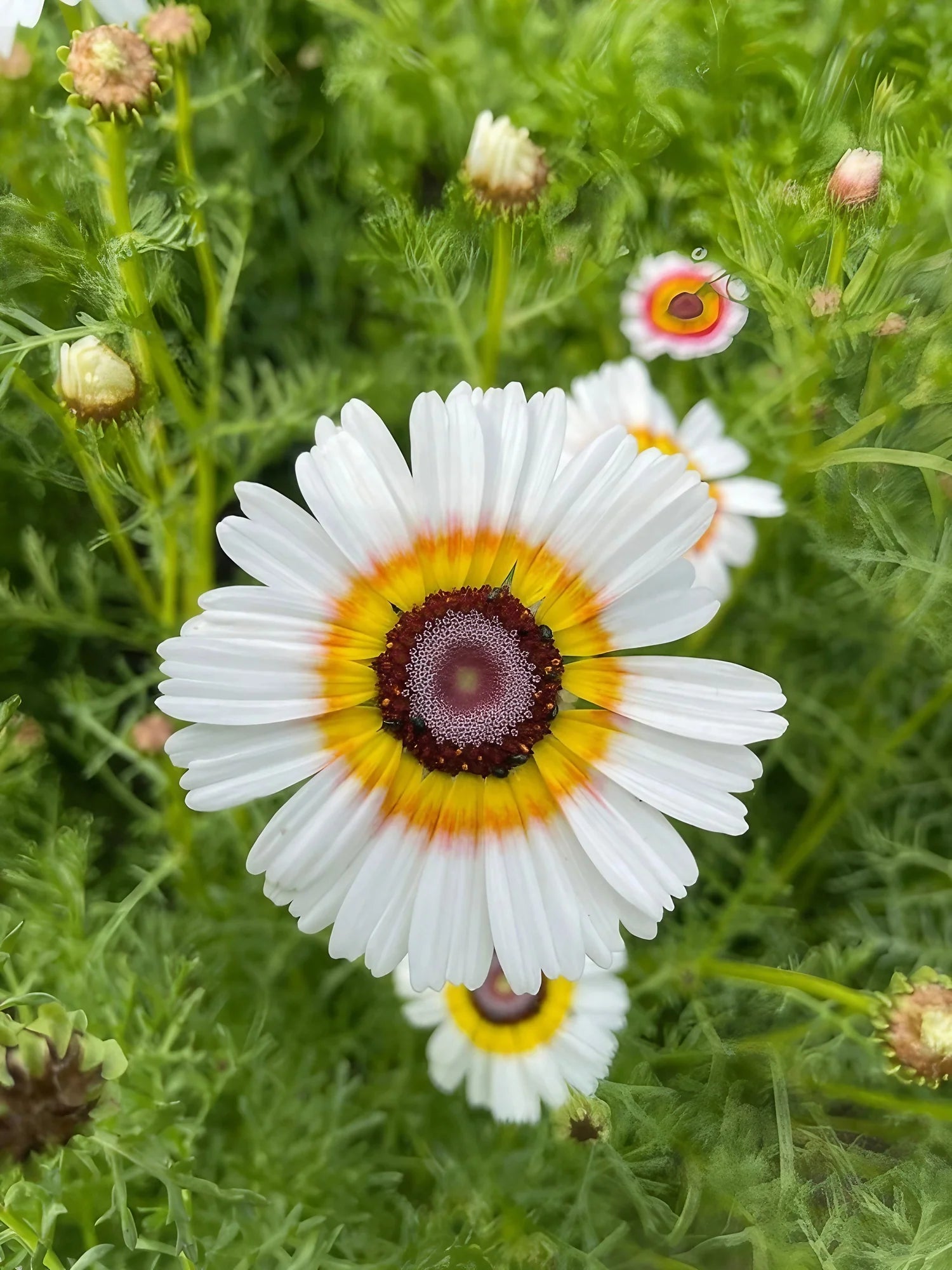 Chrysanthemum carinatum