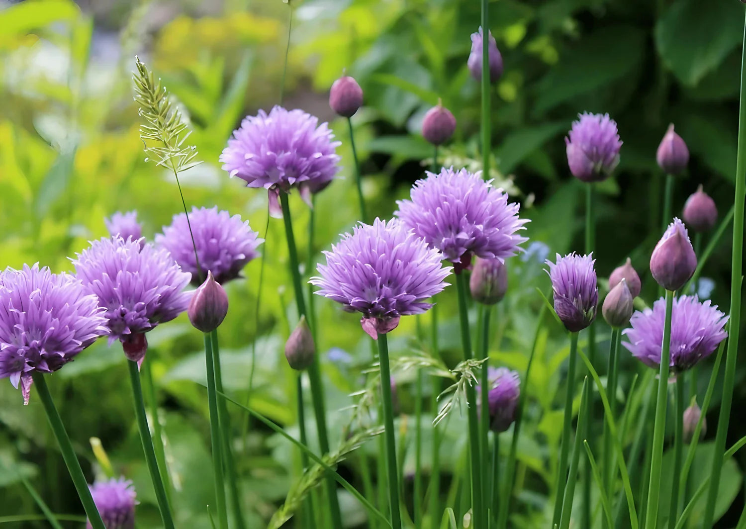 Chives Seeds