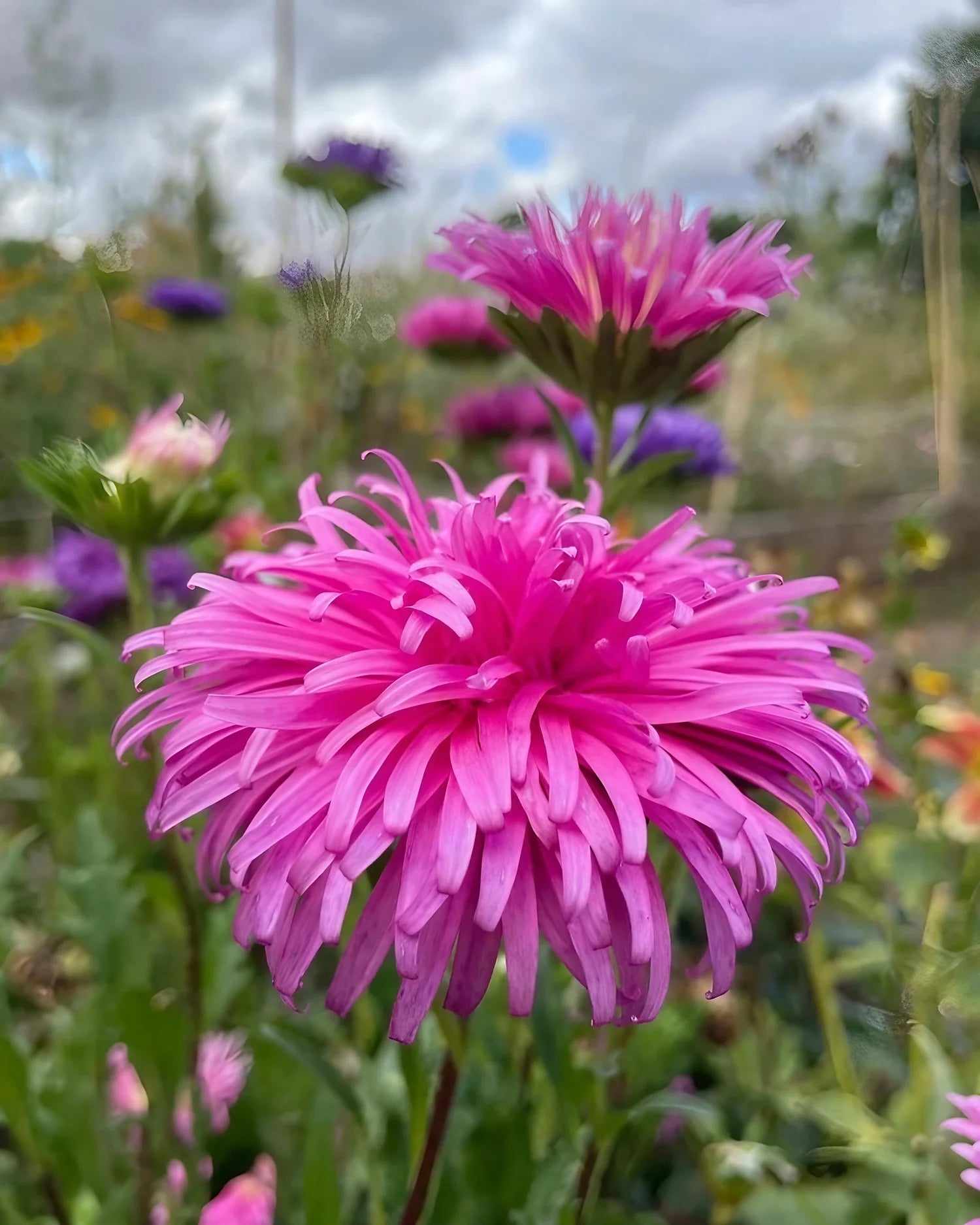 China Aster Seeds - Ostrich Feather Mix