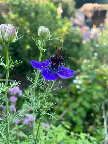 Dark Purple Nigella Hispanica Nigella Hispanica Seeds for Planting in Flower Bed & Garden