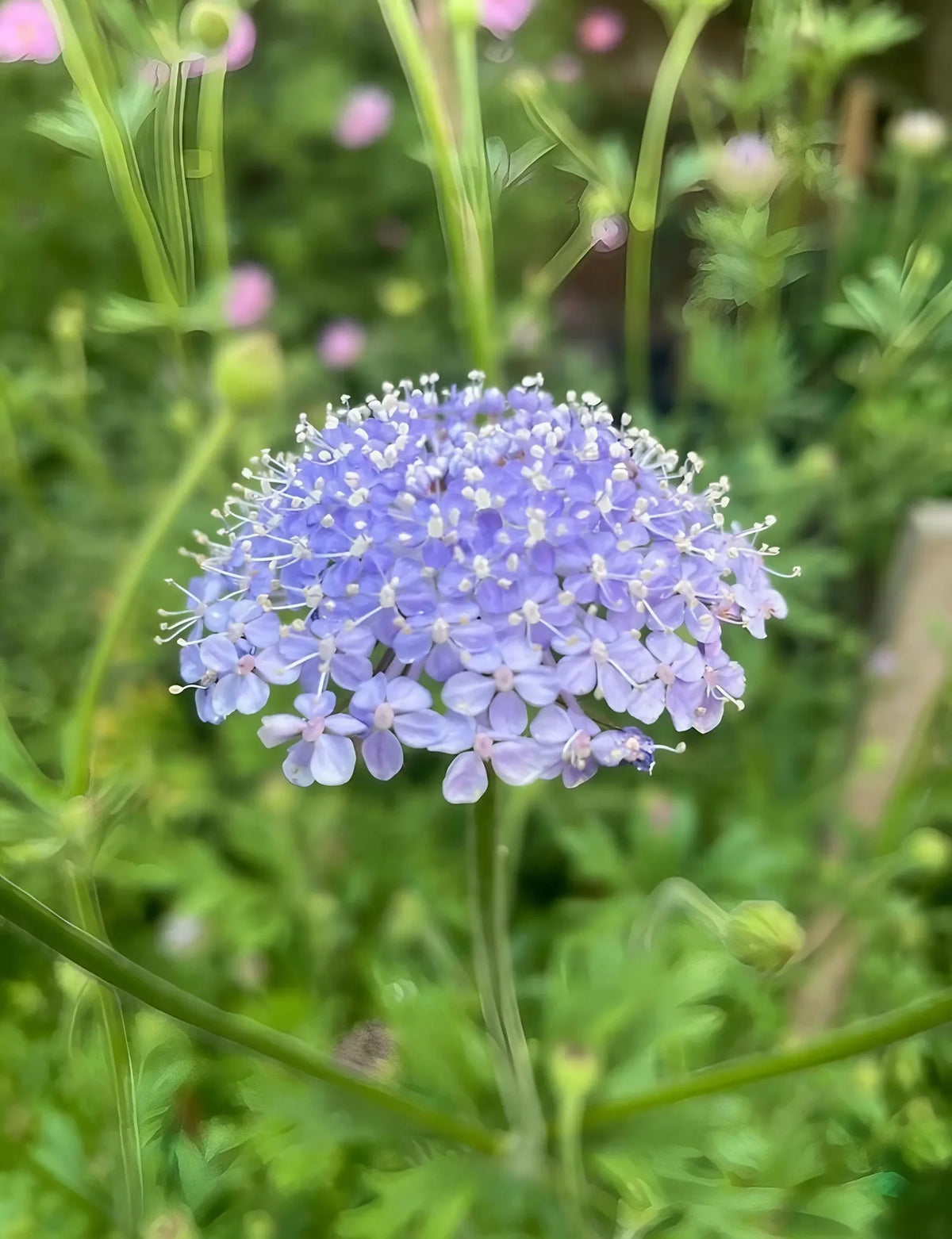 Didiscus Blue Lace Flower Didiscus caeruleus - Seeds – Heirloom, Non-GMO, High Germination Organic Garden Seeds
