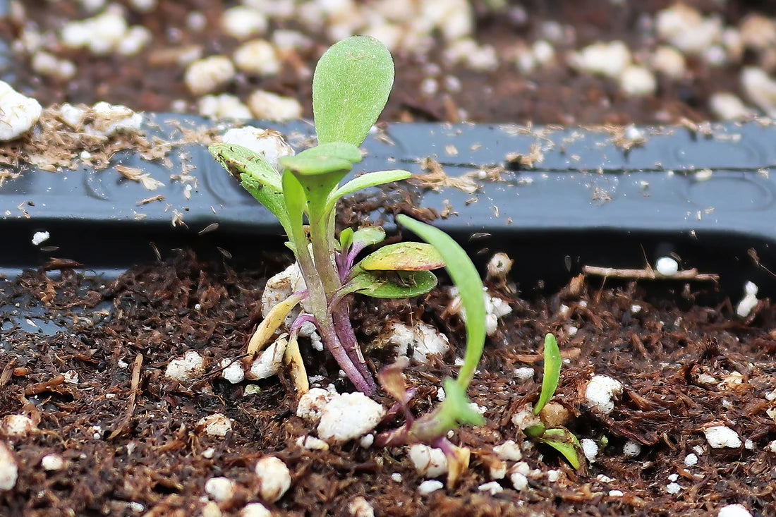 Sweet Alyssum Seeds