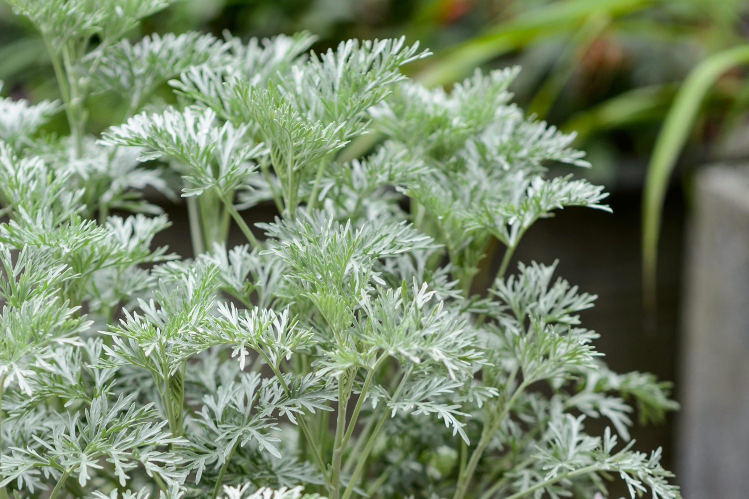 Artemisia Powis Castle Wormwood