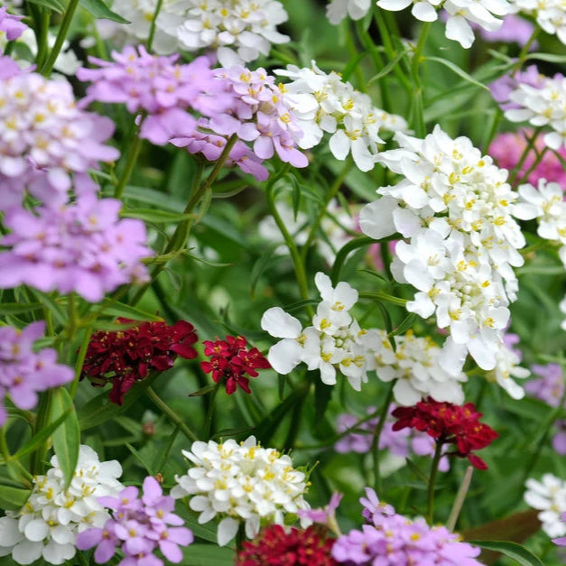 Mixed (Mixed scientific name) for planting in garden