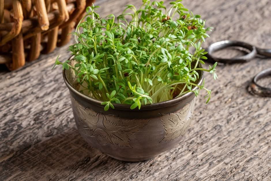 Common Cress Herb Seeds
