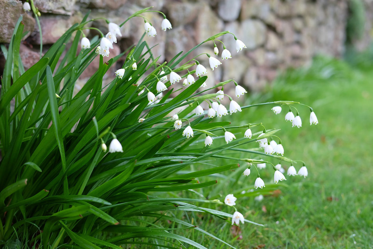 White Rich Aroma Snow Flake Flower Seeds for Planting
