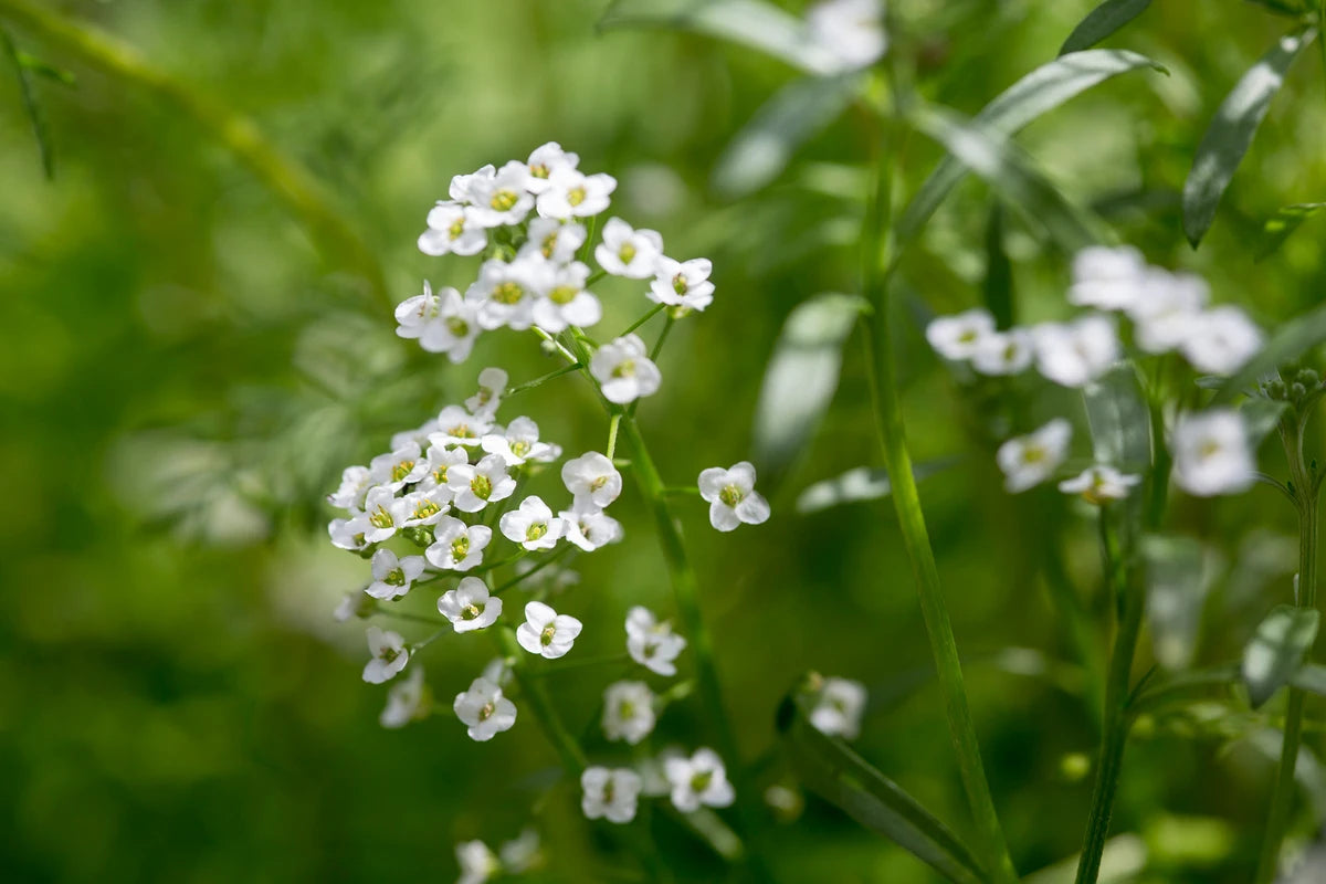 Sweet Alyssum Seeds