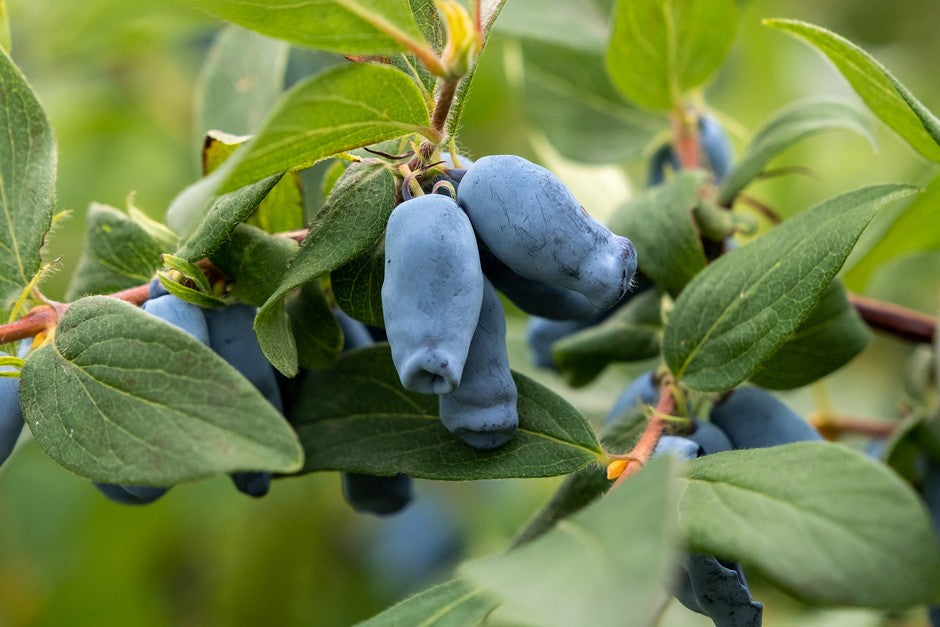 Honeyberry (Lonicera caerulea)