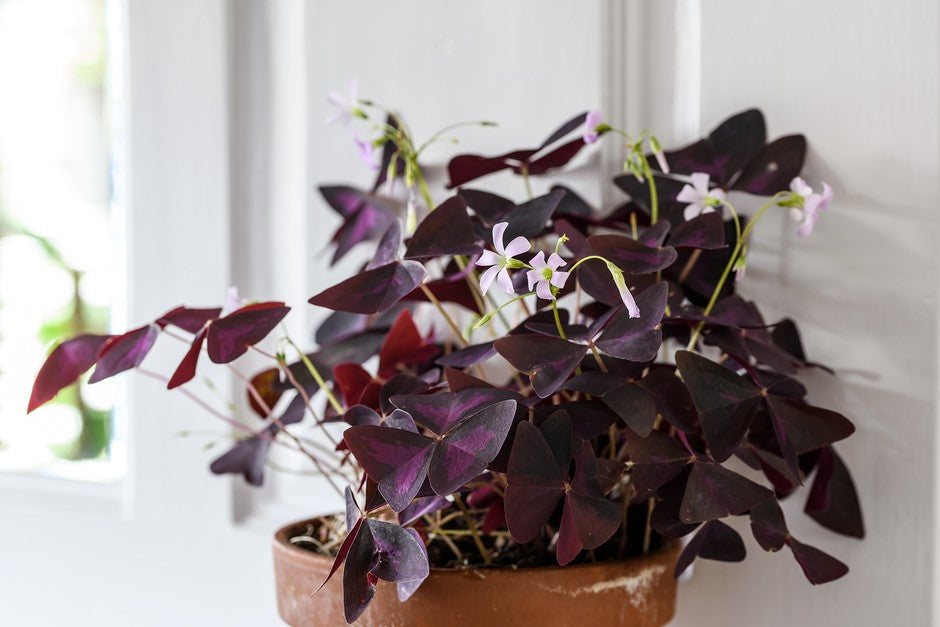 Red Oxalis Triangularis Woodsorrel Seeds – Shamrock Plant with Striking Purple Foliage