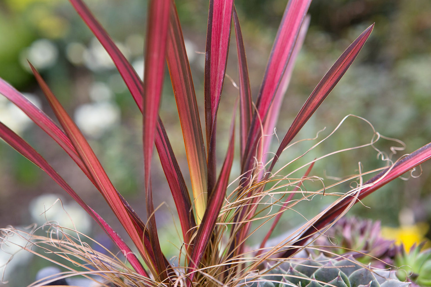 Red Phormium Plant Seeds for Planting