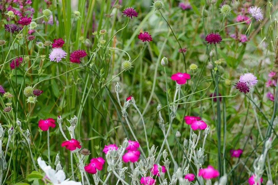 Rose Campion Gardener's World