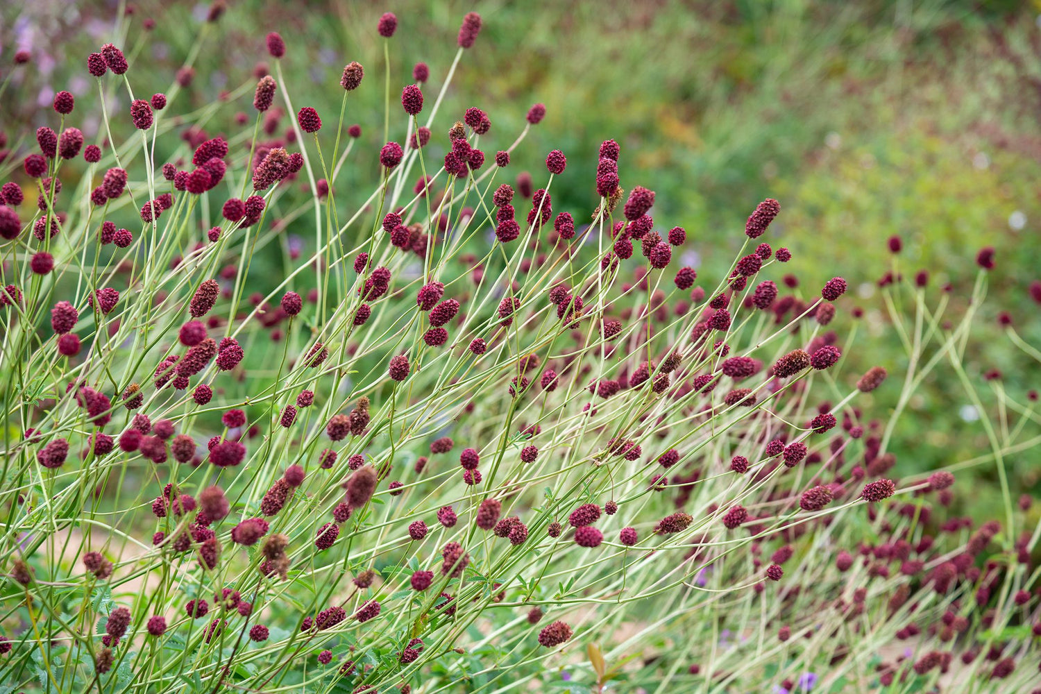 Red Sanguisorba Officinalis Plant Seeds for Garden Borders and Herbal Use – Fresh Herb for Your Garden