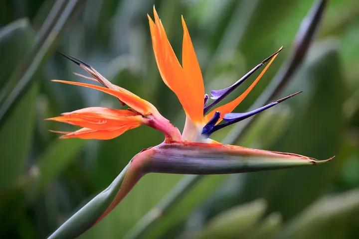 Bird of Paradise Plant Seeds for Planting, Heirloom, Non-GMO Dhara Seeds