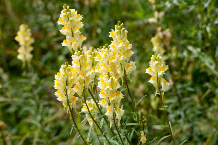 Oldfield Toadflax Seeds for Planting - 100