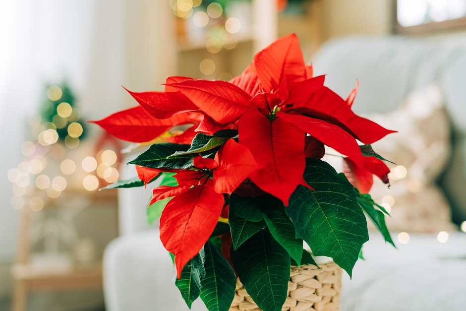 poinsettia flower seeds Poinsettia Euphorbia Pulcherrima Flower Seeds for Planting