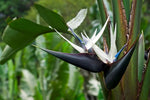 Heirloom Non-GMO Cream Strelitzia Reginae Flower Seeds for Planting – Bird of Paradise Seeds - Non-GMO for planting in home garden