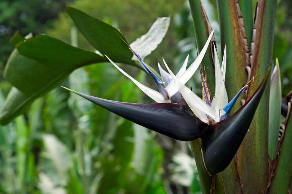 Heirloom Non-GMO Cream Strelitzia Reginae Flower Seeds for Planting – Bird of Paradise Seeds - Non-GMO for planting in home garden