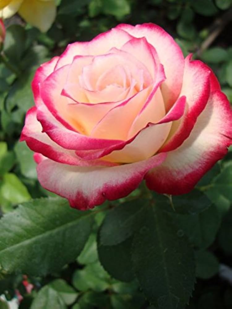Rosa Seeds White Pink Rose Flower Seeds for Planting in Decorative Garden Beds