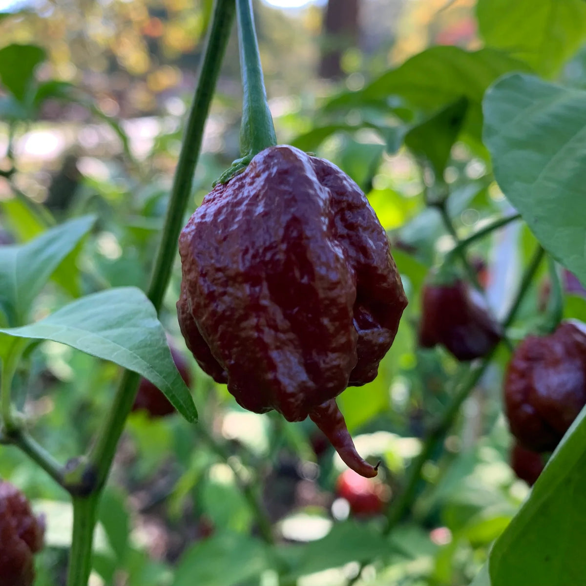 Pot Chocolate Primo Pepper Seeds – Heirloom, Non-GMO, High Germination Organic Garden Seeds