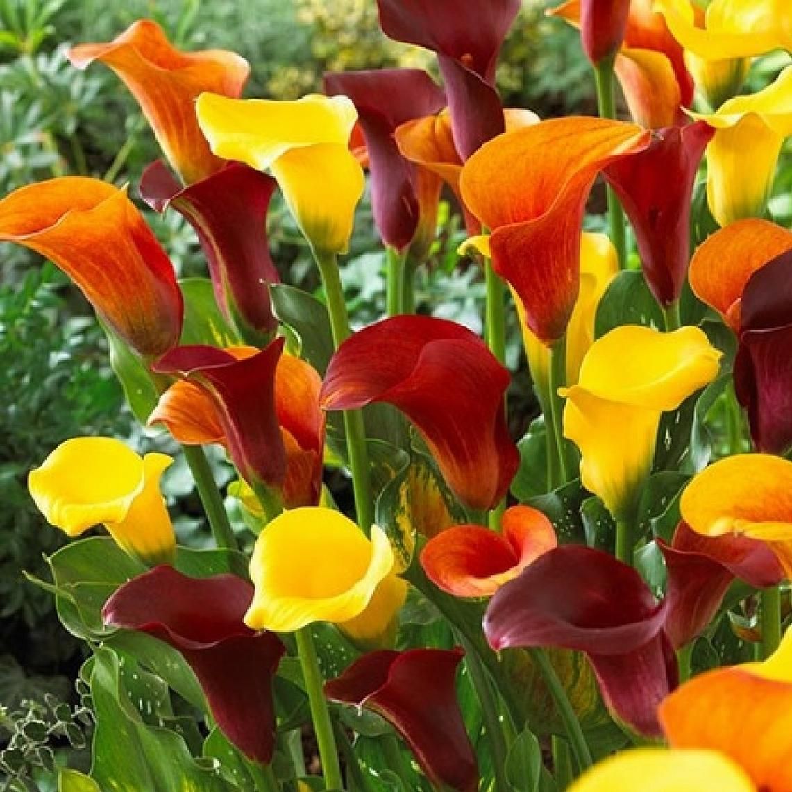 Calla Lily Bulbs - Hot Mix