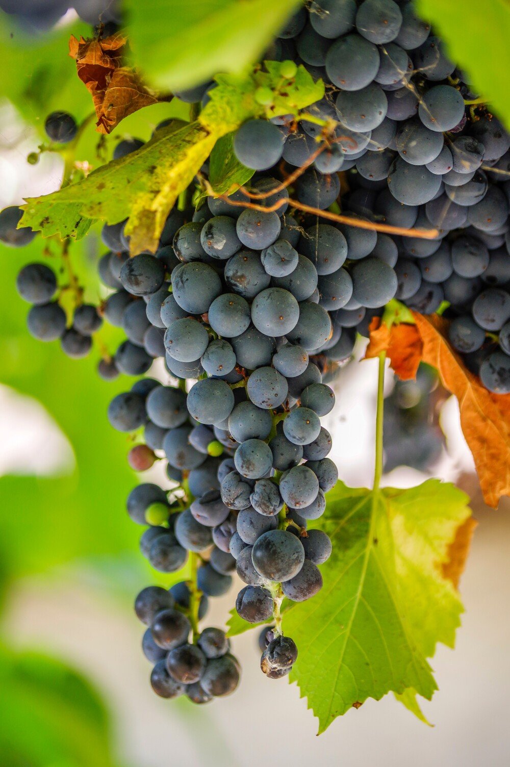 Vaccarese Grape (Vitis vinifera) – Bold, Full-Bodied Red Wine Grape for Distinctive Wines