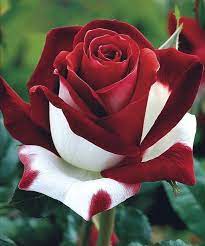 White and Dark Red Rose Rare Stunning Garden Plant Seeds
