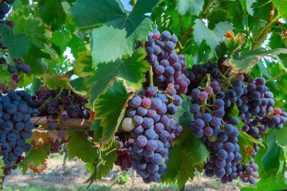 Vespolina Grape (Vitis vinifera 'Vespolina') – Premium Italian Red Grape for Winemaking and Fresh Consumption