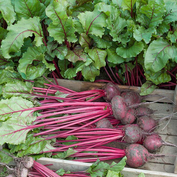 Beet Beta Vulgaris Wonder Early High Up Vegetable Seeds for Planting – Fast-Growing Heirloom Variety for Kitchen Garden