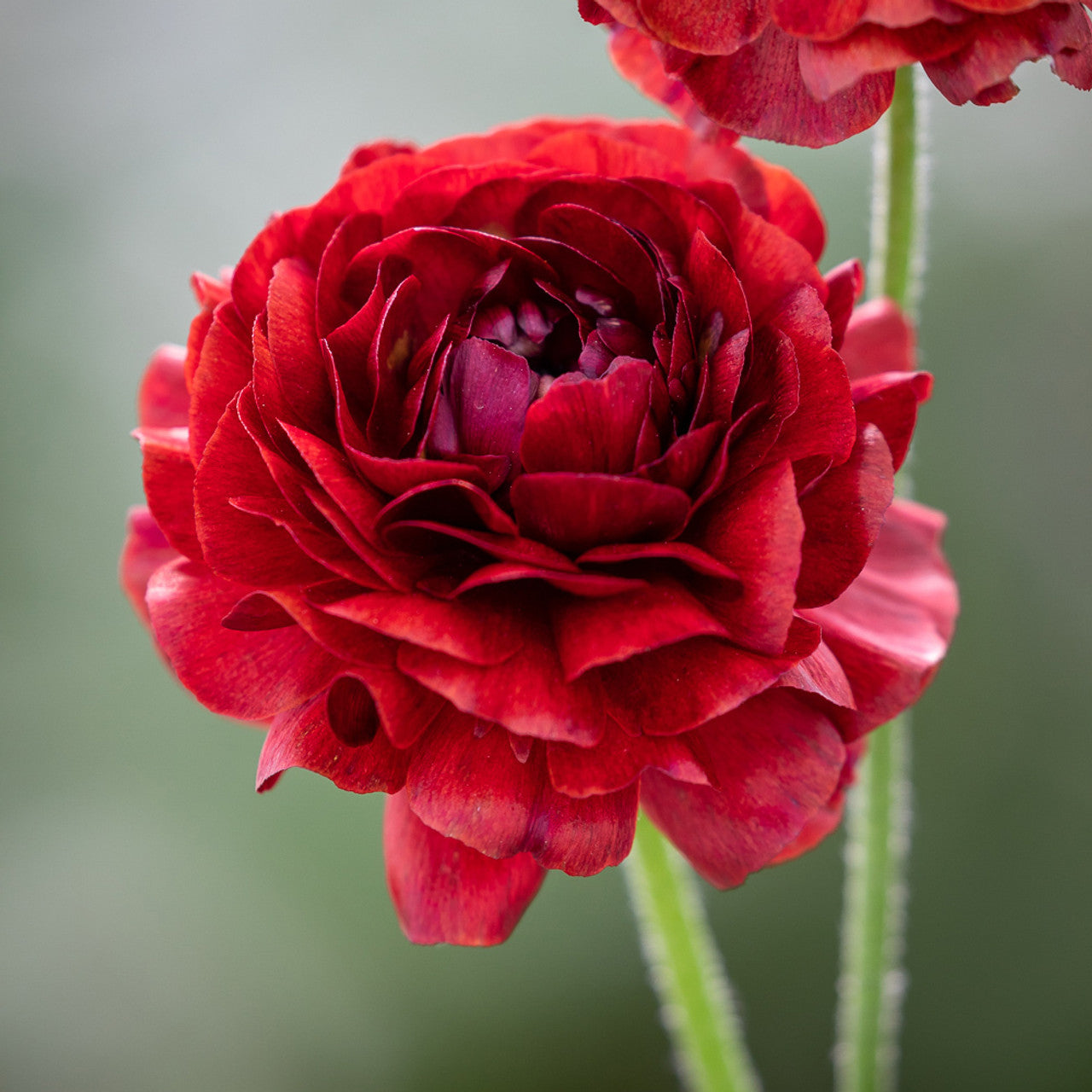 Ranunculus Seeds - Chocolate